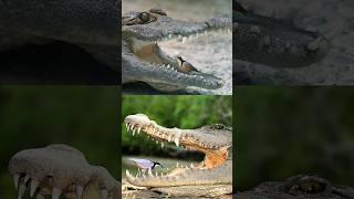 Egyptian plover clean crocodile teeth trandingshortsviralshortcrocodile [upl. by Tnek]