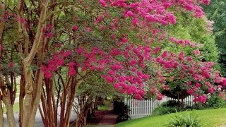 How To Prune Crepe Myrtles  Southern Living [upl. by Maggie]