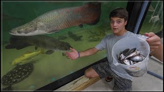 LARGEST indoor Aquarium FISH FEEDING [upl. by Fanning]