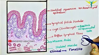 Histology of Palatine tonsil \Tonsil [upl. by Akeenahs161]