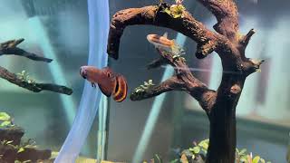 Macrostoma Bettas Breeding in store [upl. by Esnofla932]