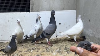 low flyer kbuter for sale 9 kbuter just in 5000  home breed baby pigeons for sale [upl. by Mintun]