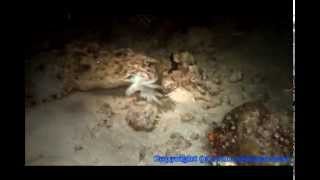 Cuttlefish Versus The Wobbegong Shark [upl. by Kassie]