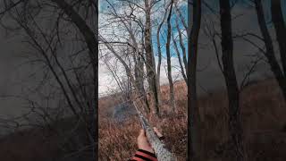 Easiest pheasant hunt ever pheasants pheasanthunting benelli wisconsin huntingseason [upl. by Eugaet90]