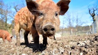 WollschweinBabys und Frischlinge im Tierpark Sababurg [upl. by Trinity]