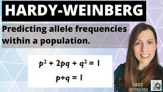 Hardy Weinberg equation Alevel Biology inheritance mathematical model to work out allele frequency [upl. by Fabri]