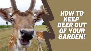 HOW TO DEBONE A HINDQUARTER FAST AND EASY WHILE SKINNING A DEER [upl. by Eilrebmik288]