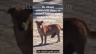 köpek hukuk adalet hak köpek hukuk adalet hak [upl. by Teagan859]