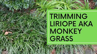 Trimming Liriope AKA Monkey Grass [upl. by Banks659]