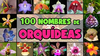 100 BELLAS ORQUÍDEAS con su NOMBRE CIENTÍFICO para IDENTIFICARLAS [upl. by Skelly597]