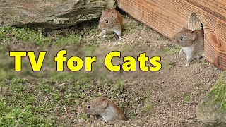 Cat TV  Mice Videos for Cats to Watch Extravaganza 🐭 Mouse Fun [upl. by Ardenia646]