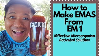 How to make EMAS Effective Microorganism Activated Solution from EM1 Paano gumawa ng EMAS [upl. by Smukler]