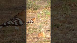 HUD HUD ھدھد hoopoe bird hudhud hoopoe bird [upl. by Hailahk]