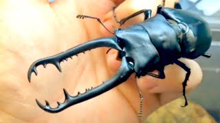 Handling a HUGE Stag Beetle  Prosopocoilus giraffa [upl. by Wymore]