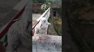 Pigeon fight 👊👊 men vs kabutar 😅😅 pigeon fighting video subscribe [upl. by Aicatsue]