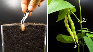 Growing Cranberry Bean Time Lapse  Seed To Pod in 42 Days [upl. by Addam]