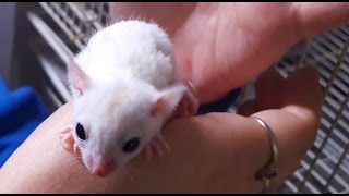 Leucistic Sugar Glider Surprise [upl. by Dazraf541]