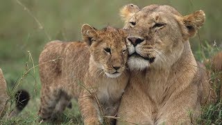 Grandes documentales  Cazadores de África Lazos de sangre [upl. by Eveline386]