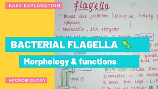 BACTERIAL FLAGELLA  STRUCTURE amp MOTILITY  FUNCTION BACTERIAL MORPHOLOGY  TYPES OF FLAGELLA [upl. by Akehsay]