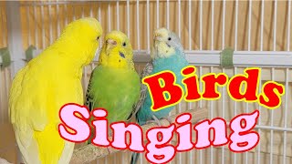 9 Hr Joyful Parakeets Playing Eating amp Singing Budgies Chirping Help Stressed lonely Birds Videos [upl. by Sang]