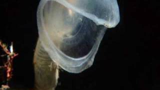 BBC Planet EarthBlue Planet  Deep ocean creatures [upl. by Mcclenaghan691]