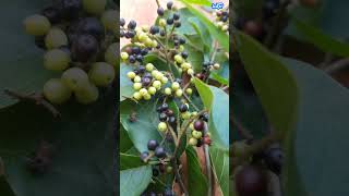 sweet inyam fruitshortvideoshortsbinayuyuantidesmaamazingfruitamazing [upl. by Seafowl]