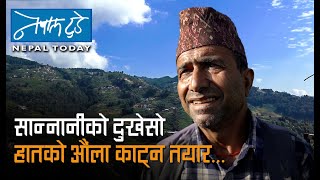 सान्नानीको दुखेसो हातकोऔँला काट्न तयार  The Nepal today  Agriculture in Nepal [upl. by Kuth924]