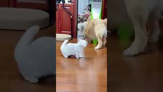 Cat vs Dog cat [upl. by Hanavas]