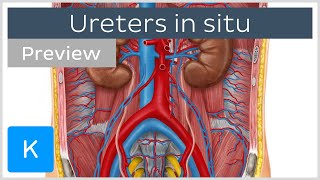 Overview of the ureters in situ preview  Human Anatomy  Kenhub [upl. by Kiona623]