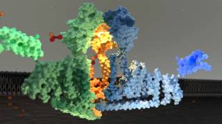 Piezo1 Ion Channel Gating Mechanism [upl. by Askwith806]