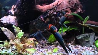 Cherax Quadricarinatus [upl. by Acissey191]