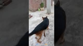 German shepherd dog angry mood 😡😡  Pet dog video  Khatarnaak dog fight video gsd doglover [upl. by Eelyr]