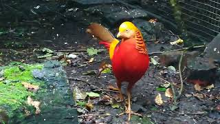 Red Golden Pheasant in Natural Aviary pheasantsquailschickens birds pheasants pets [upl. by Ahsital]