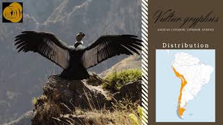 Andean Condor Vultur gryphus sounds [upl. by Anirroc]