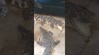 Crocodiles Nanning Zoo Guangxi China [upl. by Murry]