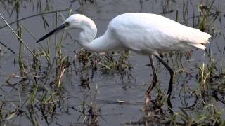 Little Egret  Bird Call  Bird Song [upl. by Aara133]