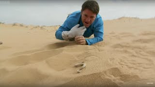 Sidewinder Snake Hides In Sand  Deadly 60  BBC Earth [upl. by Aihcats]