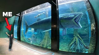 LARGEST AQUARIUM IN SOUTH AMERICA  Private Tour [upl. by Stine]