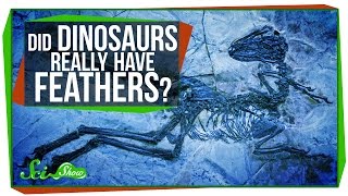 Did Dinosaurs Really Have Feathers [upl. by Alcinia]