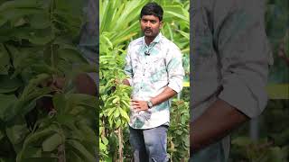 Lakshmana Phalam Plants  Cancer Fruit  Soursop Plants  Kadiyam Abbai  Shorts  238 [upl. by Mahala]