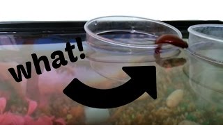 BETTA FISH JUMPING Out Of Cup Into Tank [upl. by Eekaz74]