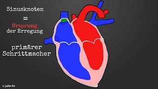 Die Funktion des Herzens 4  Erregungsleitung [upl. by Eireva]
