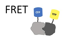 FRET  Förster Resonance Energy Transfer [upl. by Ennahs440]