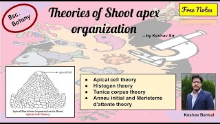 Theories of Shoot apex organization  Bsc  Free PDF notes  by Viologia EXtrema [upl. by Ummersen17]