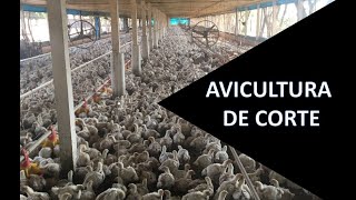 Avicultura de corte importância e sistema de integração [upl. by Wailoo]