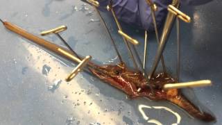 BMED 3110 Earthworm Dissection Tutorial [upl. by Htnamas]