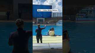 Cute Killer Whale does the Wait 🤚🏼 [upl. by Good]