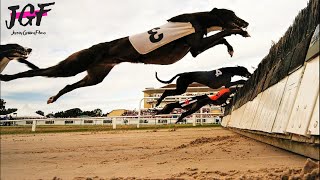 Greyhound Champion Hurdle Racing [upl. by Bruckner]