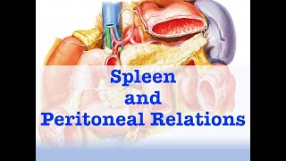 Spleen and Peritoneal Relations [upl. by Ahsinod]