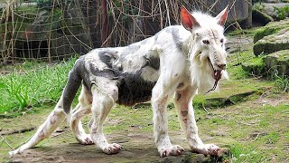 Estos 10 animales raros fueron capturados recientemente en cámara [upl. by Polik]